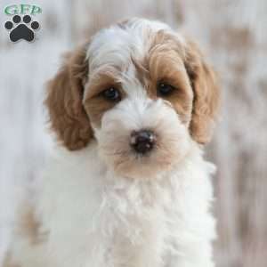Nero, Mini Labradoodle Puppy