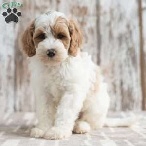 Nero, Mini Labradoodle Puppy