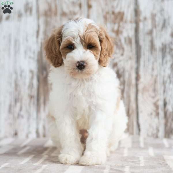 Nero, Mini Labradoodle Puppy