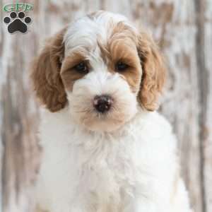 Nero, Mini Labradoodle Puppy
