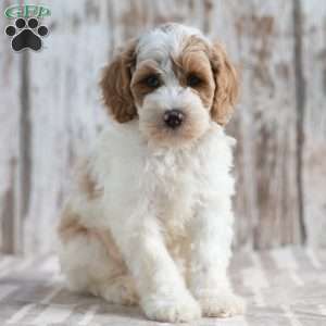 Nero, Mini Labradoodle Puppy