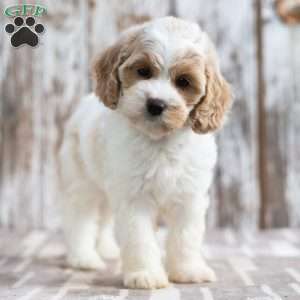 Nevada, Mini Labradoodle Puppy