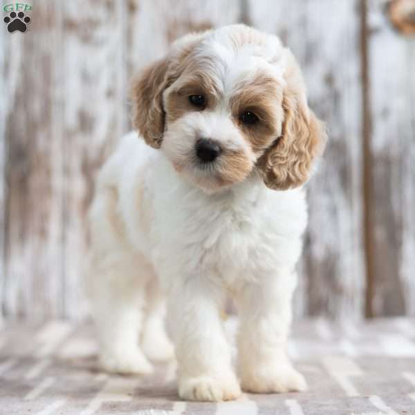 Nevada, Mini Labradoodle Puppy