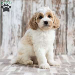 Nevada, Mini Labradoodle Puppy