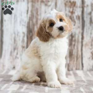 Nevada, Mini Labradoodle Puppy