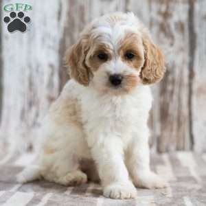 Nevada, Mini Labradoodle Puppy
