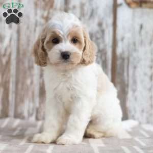 Nevada, Mini Labradoodle Puppy