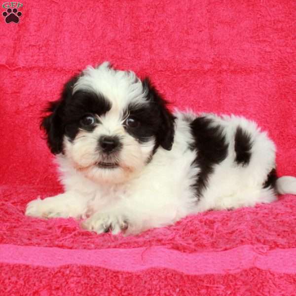 Niall, Teddy Bear Puppy