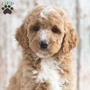 Nick, Mini Labradoodle Puppy