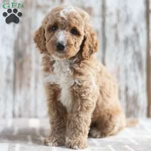 Nick, Mini Labradoodle Puppy
