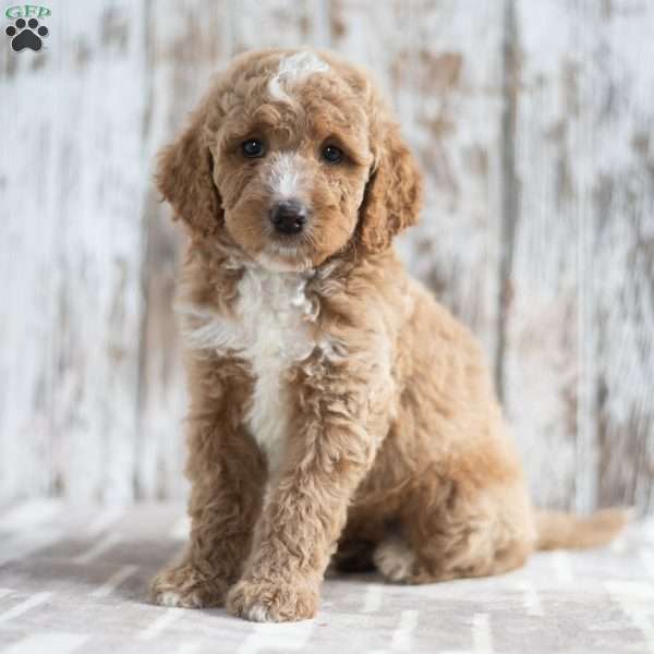 Nick, Mini Labradoodle Puppy