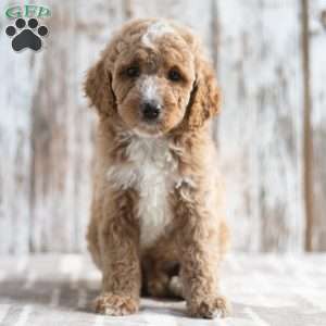 Nick, Mini Labradoodle Puppy
