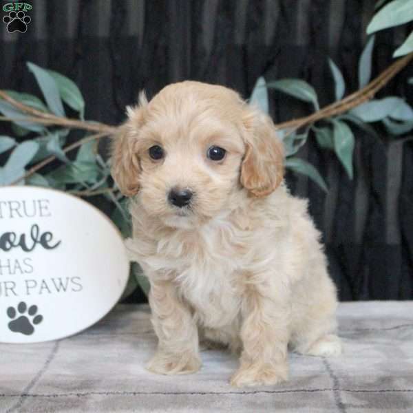 Nick, Maltipoo Puppy