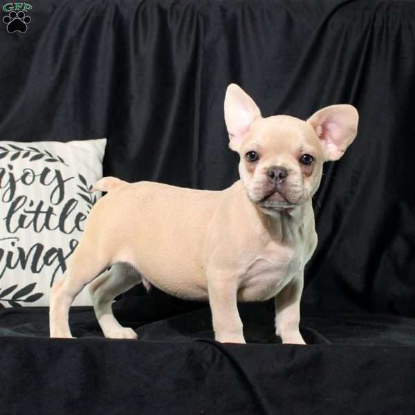 Nick, French Bulldog Puppy