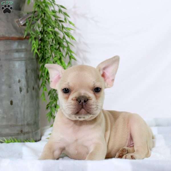 Nick, French Bulldog Puppy