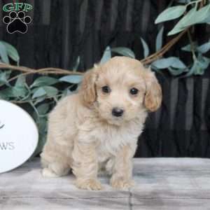 Nick, Maltipoo Puppy