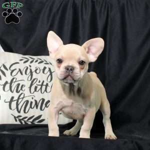 Nick, French Bulldog Puppy