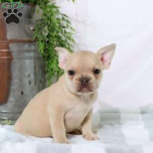 Nick, French Bulldog Puppy