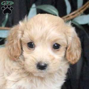 Nick, Maltipoo Puppy
