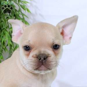 Nick, French Bulldog Puppy