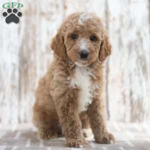 Nick, Mini Labradoodle Puppy