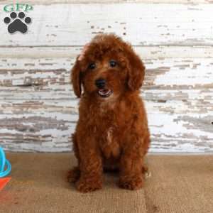 Nicki, Miniature Poodle Puppy
