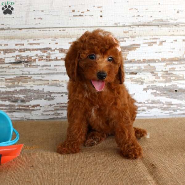 Nicki, Miniature Poodle Puppy