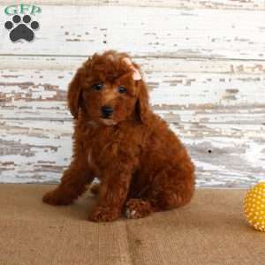 Nicki, Miniature Poodle Puppy