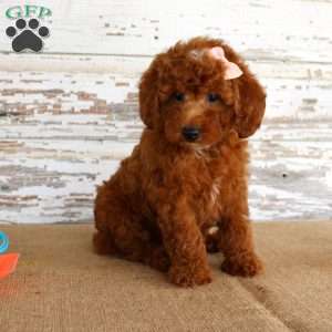 Nicki, Miniature Poodle Puppy