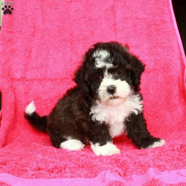 Nico, Teddy Bear Puppy