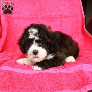 Nico, Teddy Bear Puppy