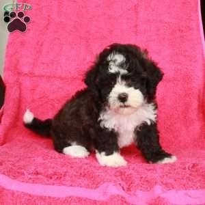Nico, Teddy Bear Puppy