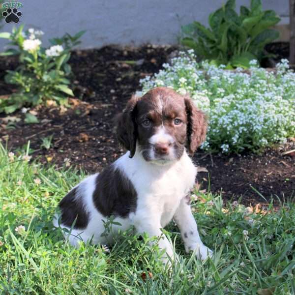 Nicolas, English Springer Spaniel Puppy