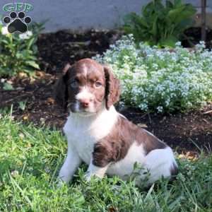 Nicolas, English Springer Spaniel Puppy