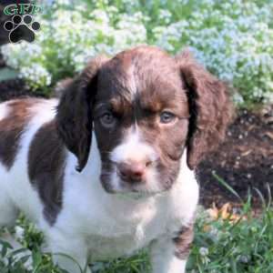 Nicolas, English Springer Spaniel Puppy