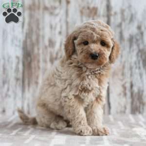 Nicole, Mini Labradoodle Puppy
