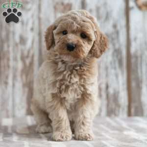 Nicole, Mini Labradoodle Puppy