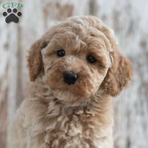 Nicole, Mini Labradoodle Puppy