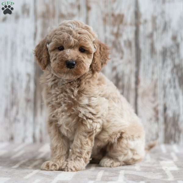 Nicole, Mini Labradoodle Puppy