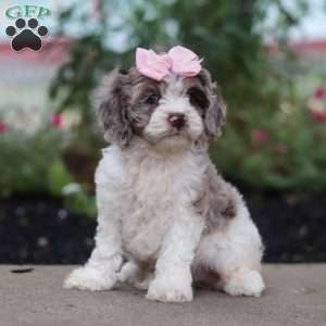 Nicole, Cockapoo Puppy