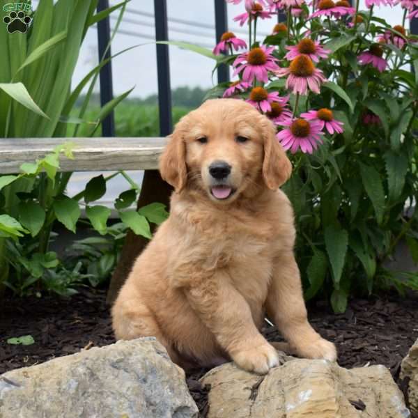 Nike, Golden Retriever Puppy