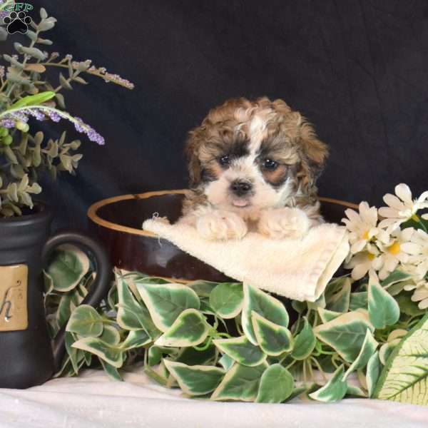 Nikki, Teddy Bear Puppy