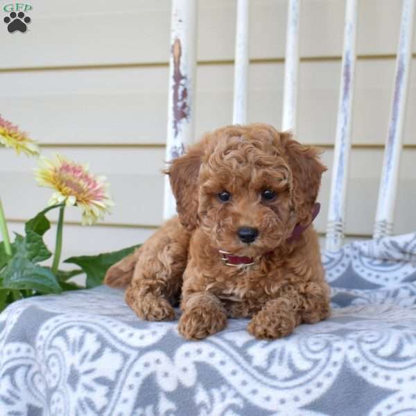 Nikki, Miniature Poodle Puppy