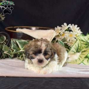 Nikki, Teddy Bear Puppy