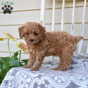Nikki, Miniature Poodle Puppy
