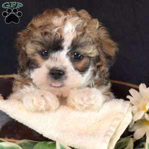 Nikki, Teddy Bear Puppy