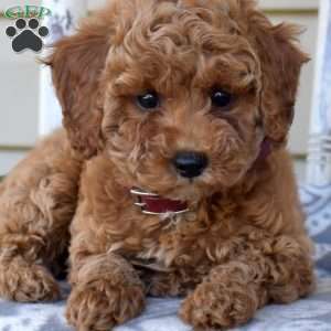 Nikki, Miniature Poodle Puppy