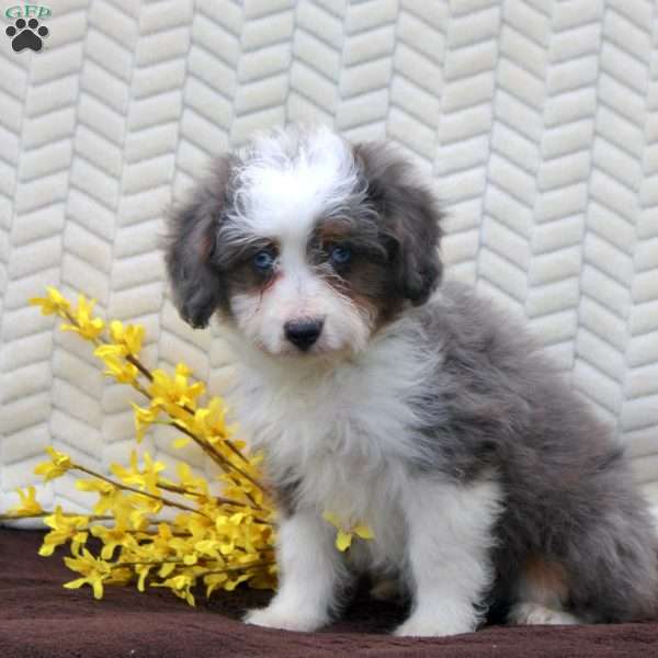 Nina, Mini Aussiedoodle Puppy