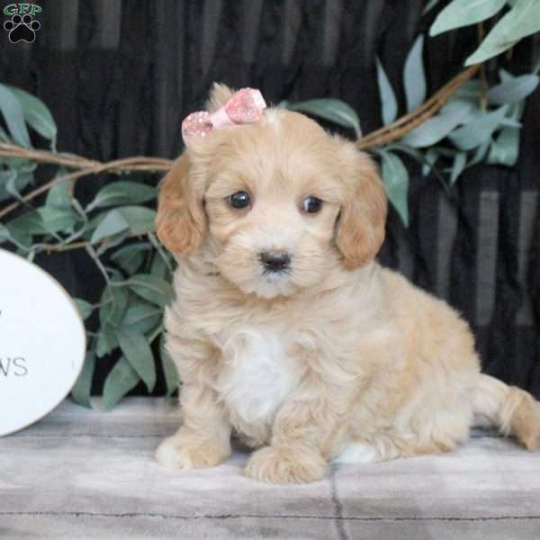 Nina, Maltipoo Puppy