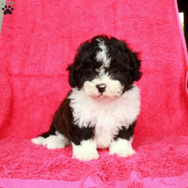 Nina, Teddy Bear Puppy